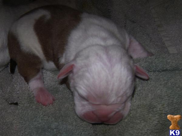 Old English Bulldog Puppies